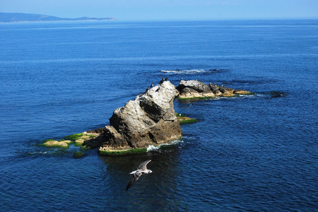 岩石与海鸥的海景房