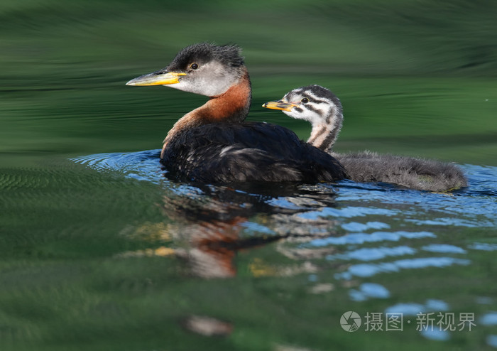 3641*2572px无水印下载免费10次/天下载小样发票合同问题/举报小鸡鸟