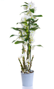 白铁皮石斛金钗在花盆里的花