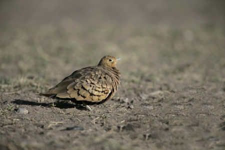 黄喉沙鸡，pterocles gutturalis