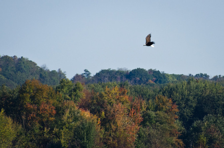 秃头鹰翱翔，秋季景观