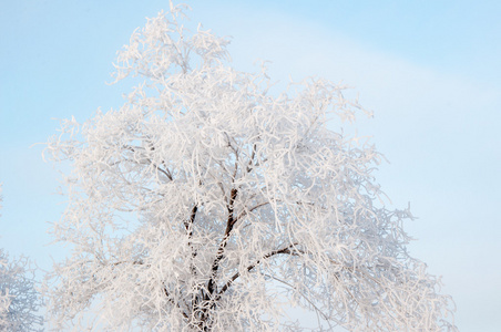 一棵树在冬天和柔软蓬松的雪花