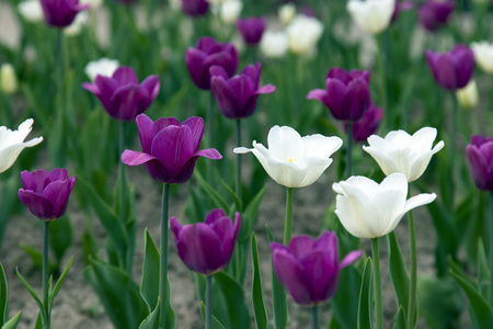 花园郁金香花坛