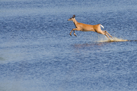 吃了一惊的鹿奔跑和跳跃在水中图片