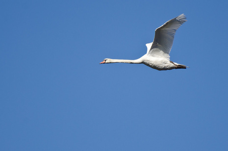 孤独的疣鼻天鹅在蓝色的天空中飞翔照片