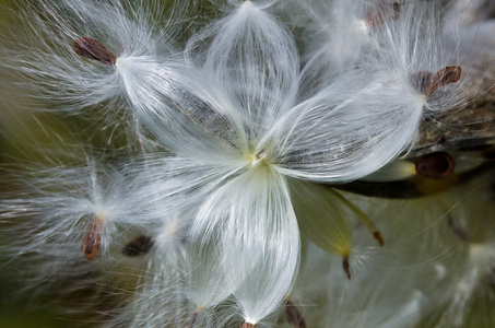 植物的纤维图片-植物的纤维素材-植物的纤维插画-摄图新视界