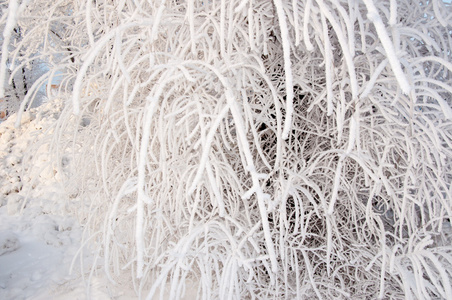 一棵树在冬天和柔软蓬松的雪花