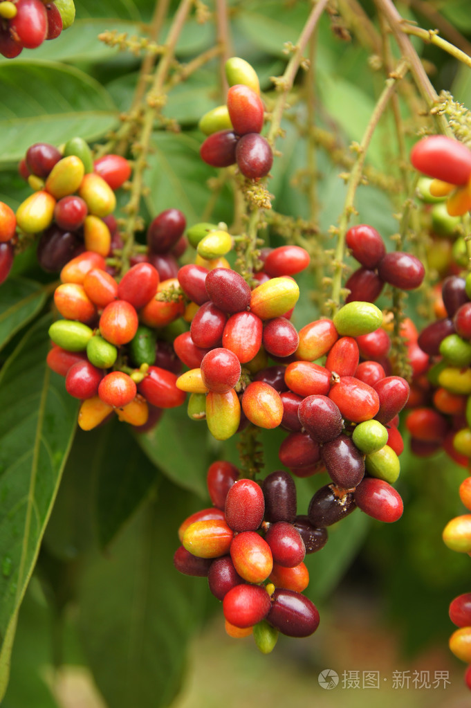 树上的果实多颜色