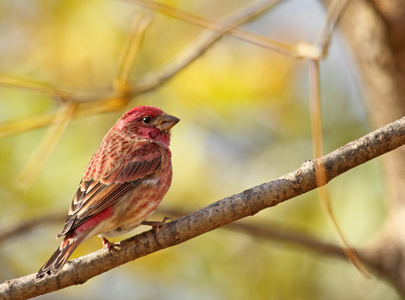 男家朱雀，carpodacus mexicanus