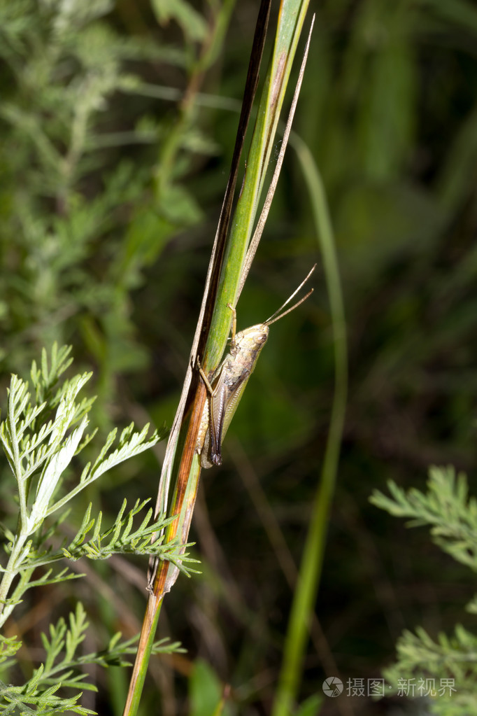 在草叶上的蚂蚱