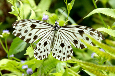 黑白色的蝴蝶，在野外