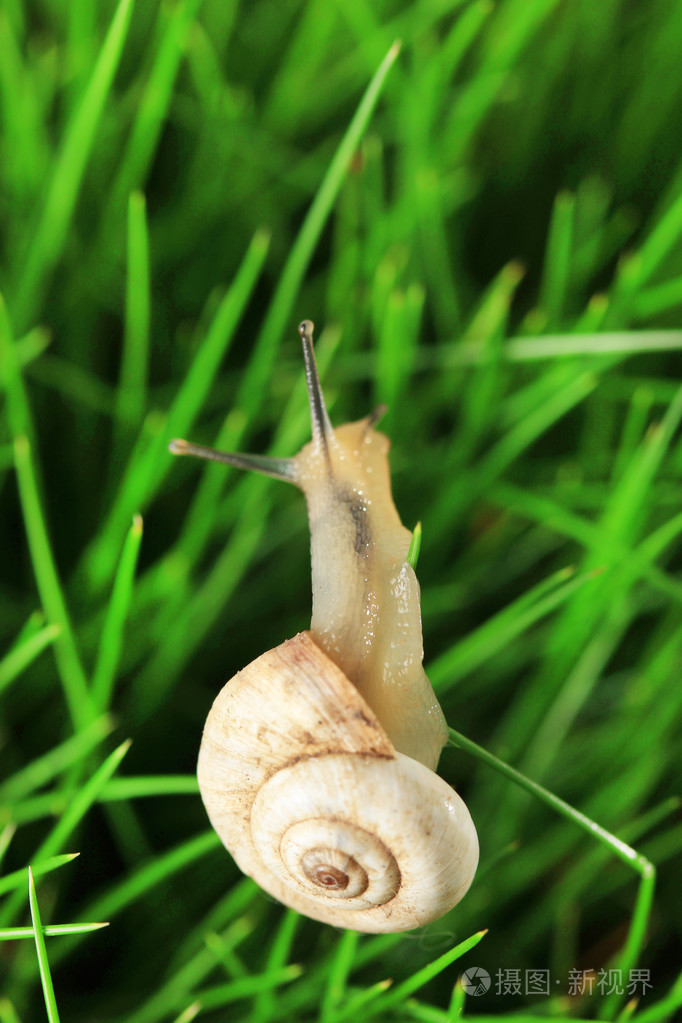美丽的蜗牛在绿色草地上关闭