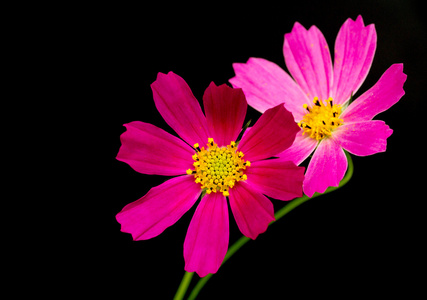 两个粉红色的波斯菊花海图片