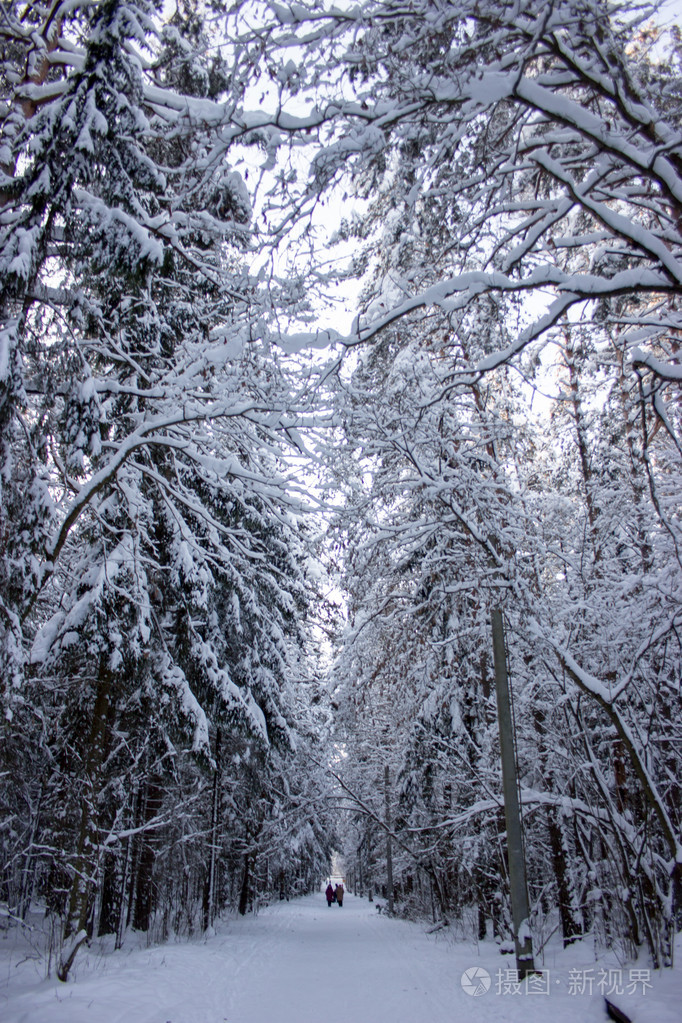 白雪皑皑的冬季森林