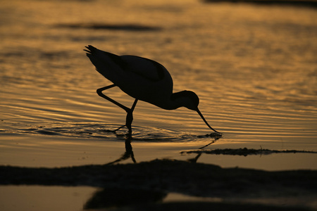 avocet recurvirostra avosetta