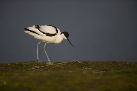 avocet recurvirostra avosetta