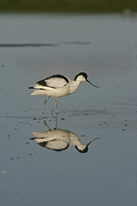 avocet recurvirostra avosetta