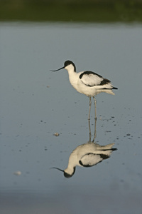 avocet recurvirostra avosetta