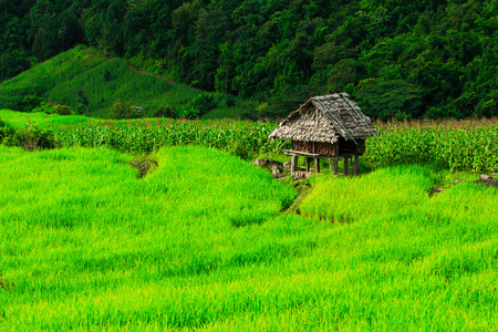 绿色的稻田日落美景