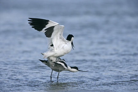 avocet recurvirostra avosetta