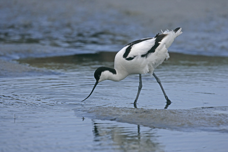 avocet recurvirostra avosetta