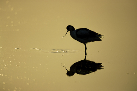 avocet recurvirostra avosetta