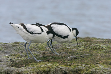 avocet recurvirostra avosetta