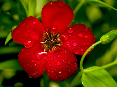 亚麻桔梗红色亚麻照片