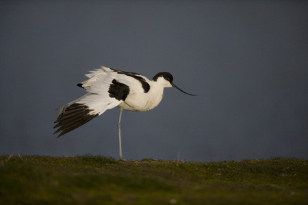 avocet recurvirostra avosetta