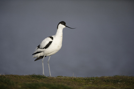 avocet recurvirostra avosetta