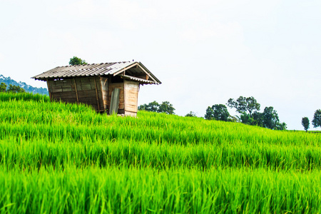 绿色的稻田日落美景