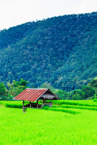 绿色的稻田日落美景图片