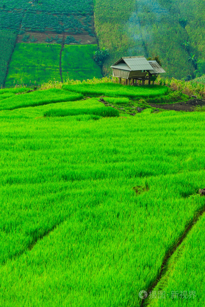 绿色的稻田日落美景