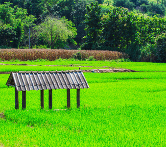 绿色的稻田日落美景图片