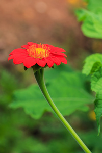 红百日草花