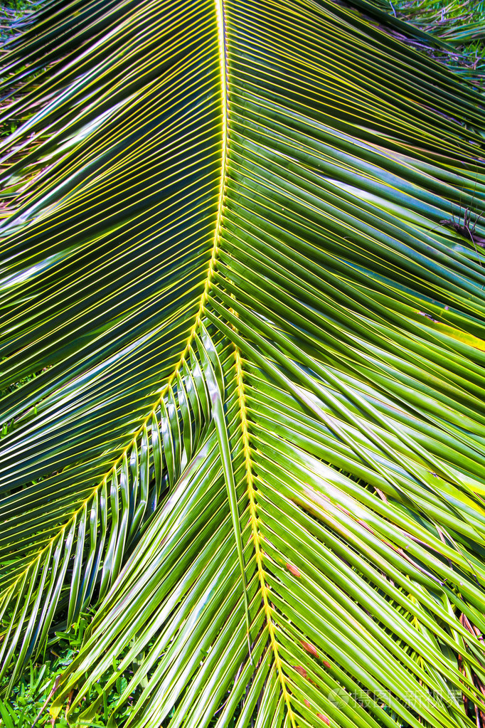 特写巨大的棕榈树的叶子