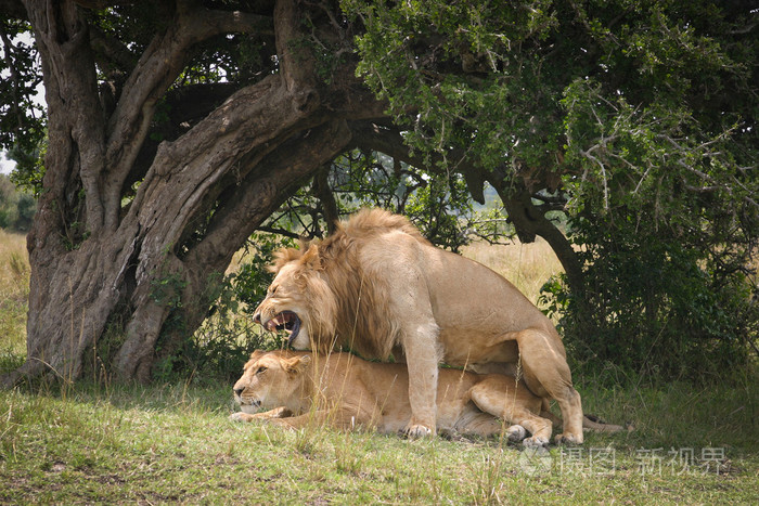 对正在交配狮子在晚上大草原的