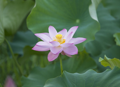 朵盛开的莲花