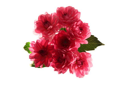 粉红色的 georginas 的花束