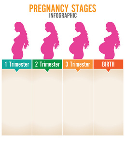 妊娠阶段。矢量图