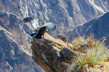 科尔卡大峡谷席上的秃鹰