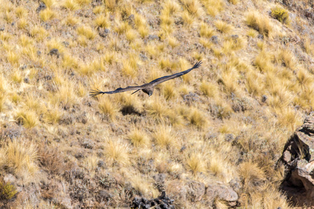秃鹰飞越科尔卡大峡谷