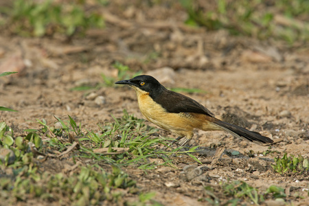 黑头 donacobius，donacobius atricapillus