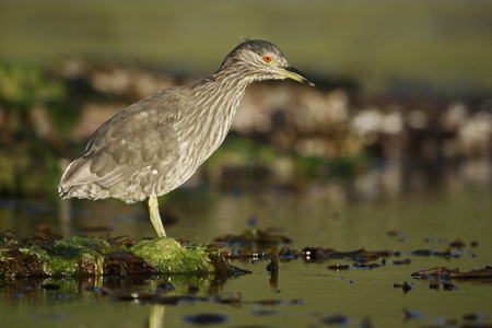 黑冠夜鹭 nycticorax nycticorax