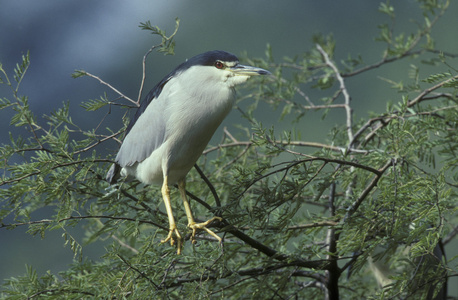 黑冠夜鹭 nycticorax nycticorax