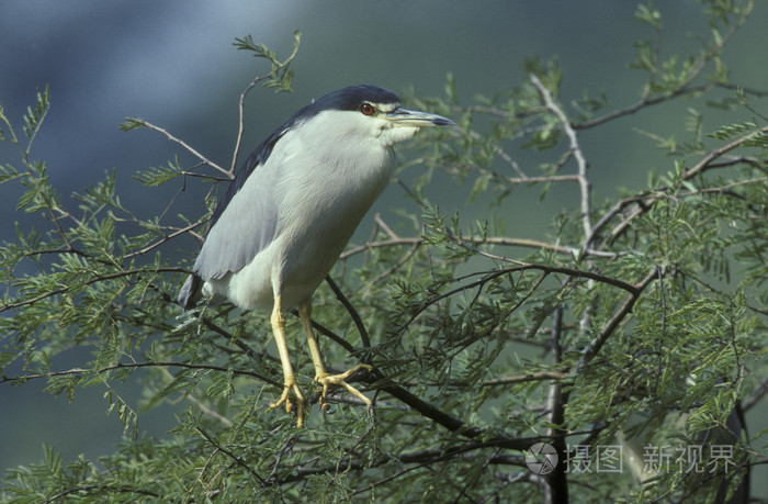 黑冠夜鹭 nycticorax nycticorax