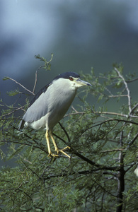 黑冠夜鹭 nycticorax nycticorax