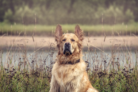 拉布拉多犬在户外