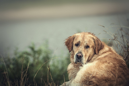 拉布拉多犬在户外