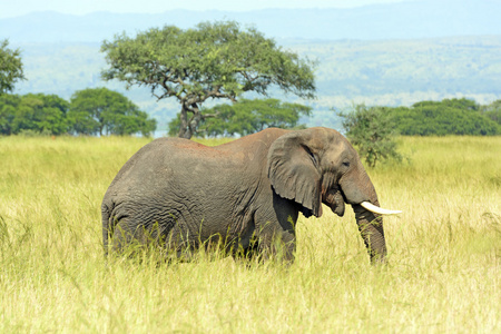 在大草原的非洲大象